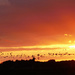 birds at sunset by marijbar