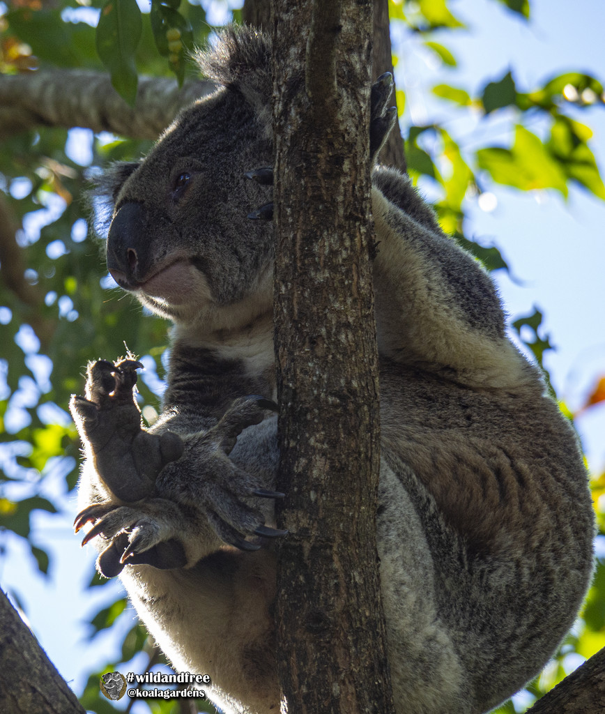 another newbie by koalagardens