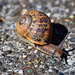 Big Snail by stephomy