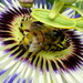 Pollen Passion. by gaf005