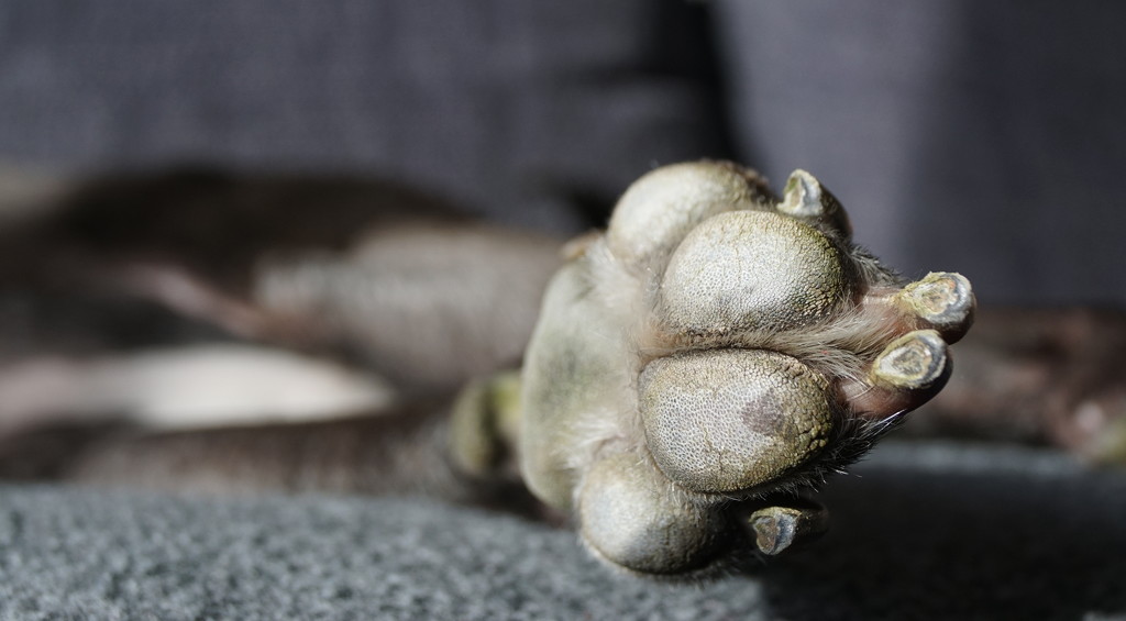 Paw, Pads and nails  by phil_howcroft