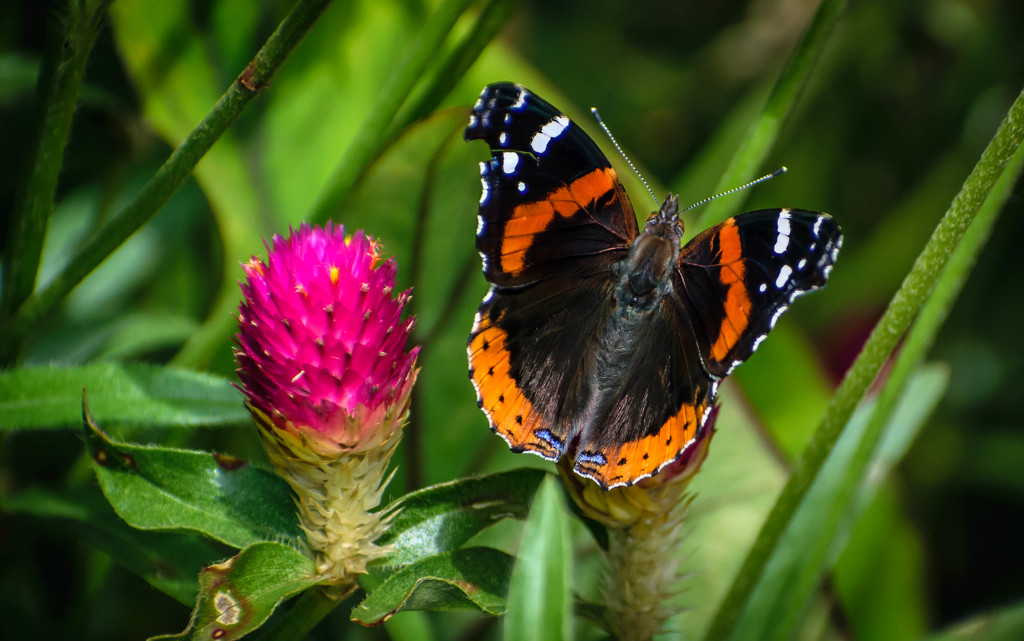 Brookside Gardens - Butterflies  by marylandgirl58