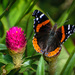 Brookside Gardens - Butterflies  by marylandgirl58