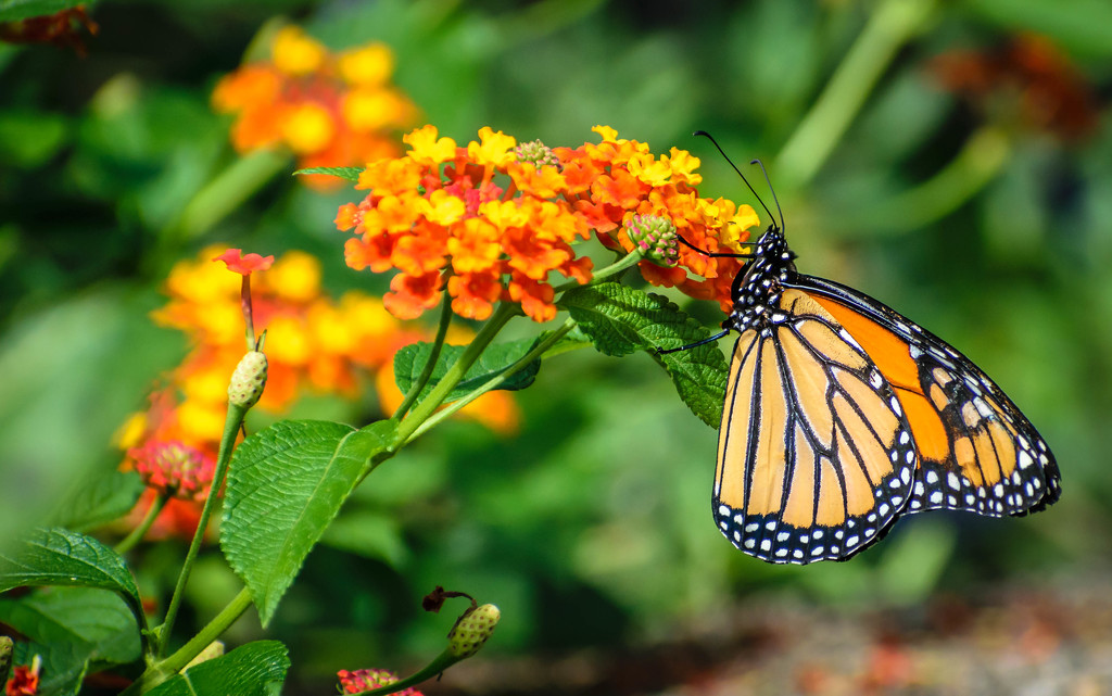 Brookside Gardens Butterflies (Monarch) by marylandgirl58