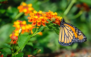 31st Aug 2019 - Brookside Gardens Butterflies (Monarch)