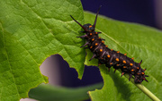 31st Aug 2019 - Brookside Gardens Caterpillar (Swallowtail Larve)