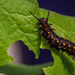 Brookside Gardens Caterpillar (Swallowtail Larve) by marylandgirl58