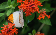 31st Aug 2019 - Brookside Gardens Butterflies Orange on Orange