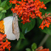 Brookside Gardens Butterflies Orange on Orange by marylandgirl58