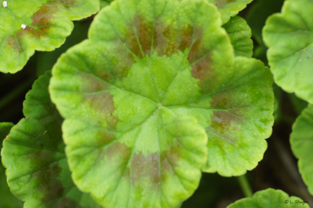 Geranium leaf by larrysphotos