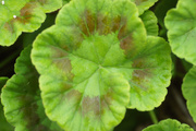 3rd Sep 2019 - Geranium leaf