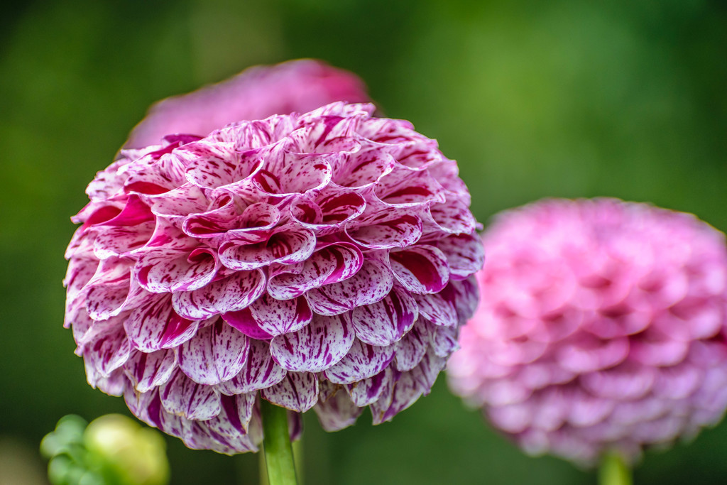 Pink and White Dahlia  by marylandgirl58