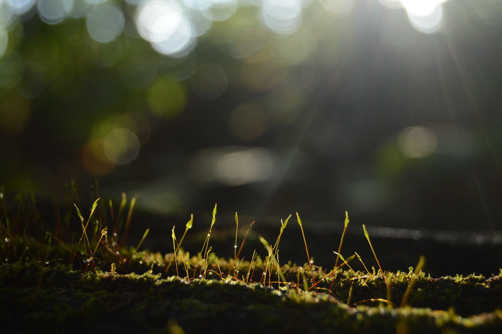 Moss by francoise