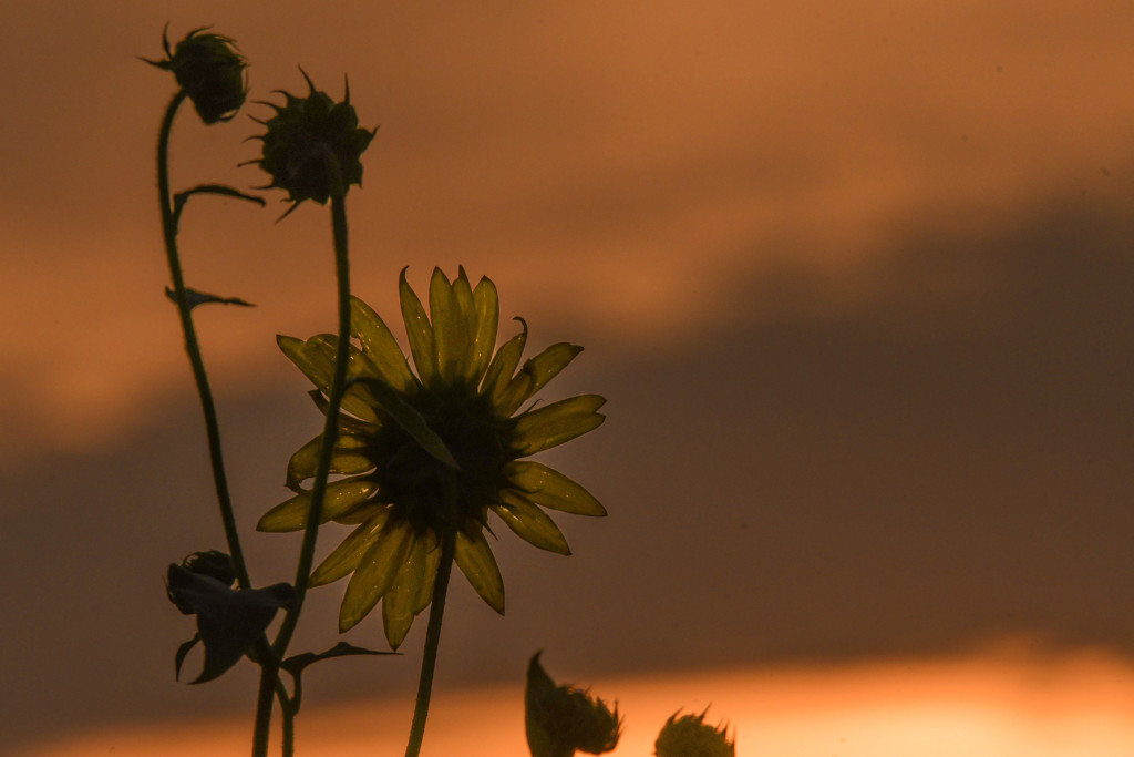 Sunflower at Dusk by kareenking
