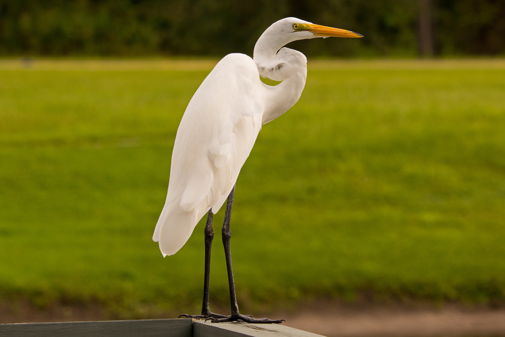 Egret on the Rail! by rickster549