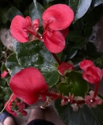 3rd Sep 2019 - Begonias