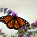Finally, a Monarch! by genealogygenie