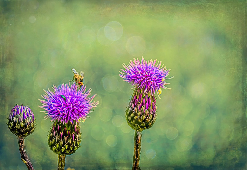Thistles by ludwigsdiana