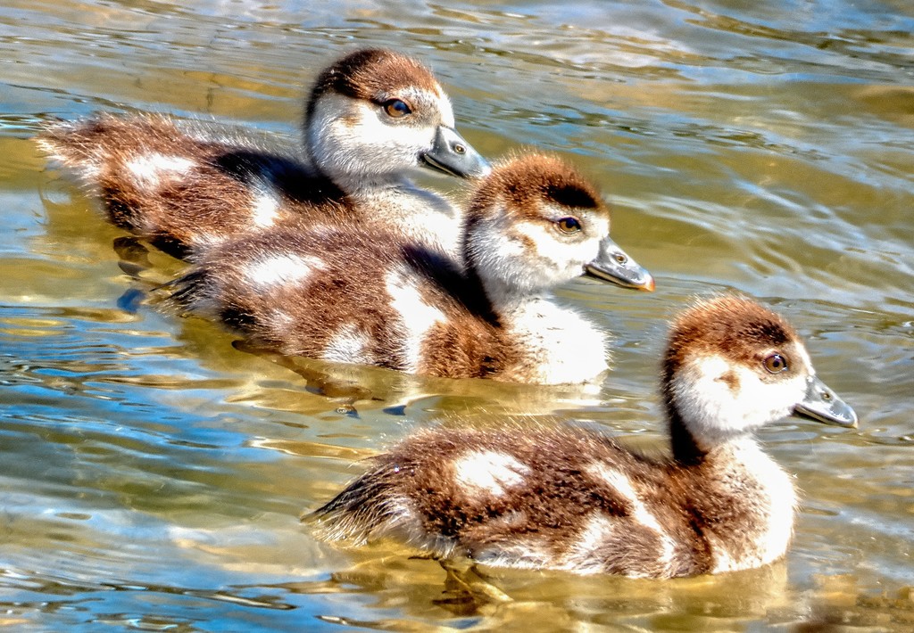 New chicks on the block. by ludwigsdiana
