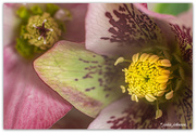 4th Sep 2019 - Focus on the Centre... Hellebore.. 