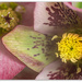 Focus on the Centre... Hellebore..  by julzmaioro