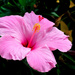 Hibiscus by photographycrazy
