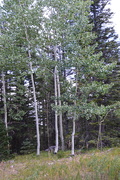 4th Sep 2019 - Aspens In The Sandia Mountains