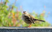 4th Sep 2019 - White-Crowned Sparrow