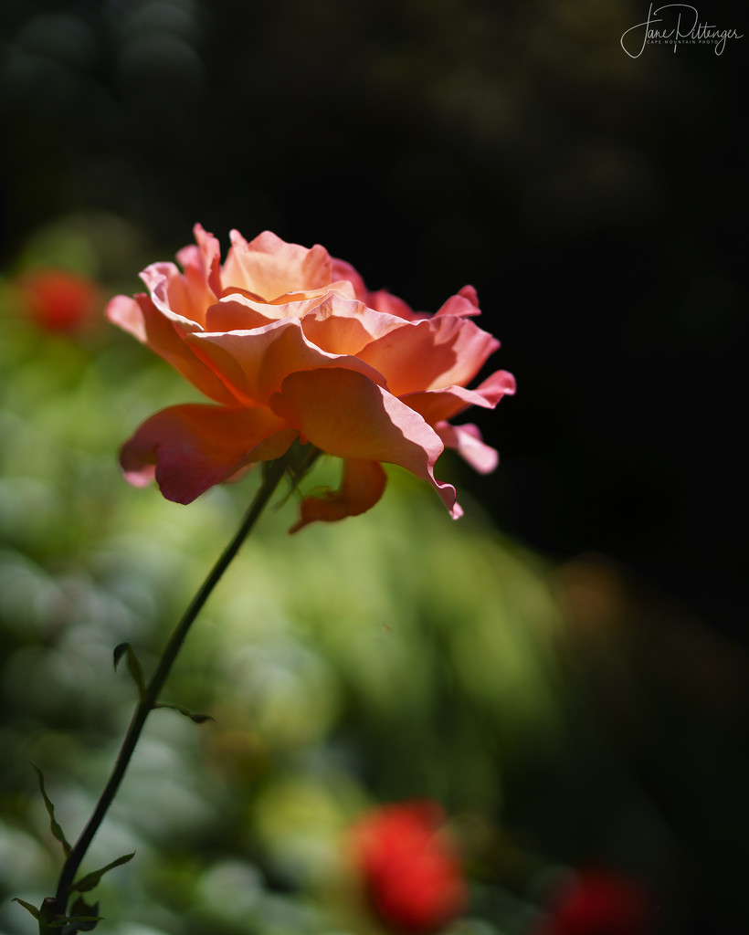 Rose Basking In Sunlight by jgpittenger