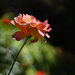 Rose Basking In Sunlight by jgpittenger