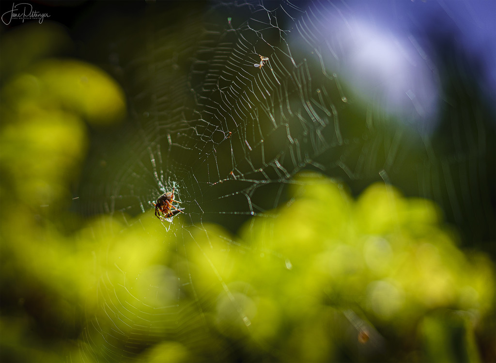 Spider with Dinner by jgpittenger