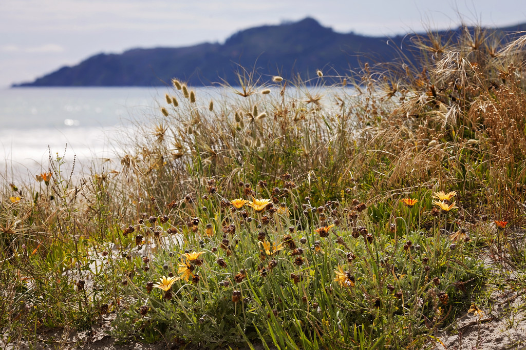 Beach grasses by kiwichick