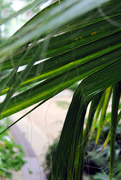 1st Sep 2019 - Fronds