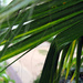 Fronds by jeff