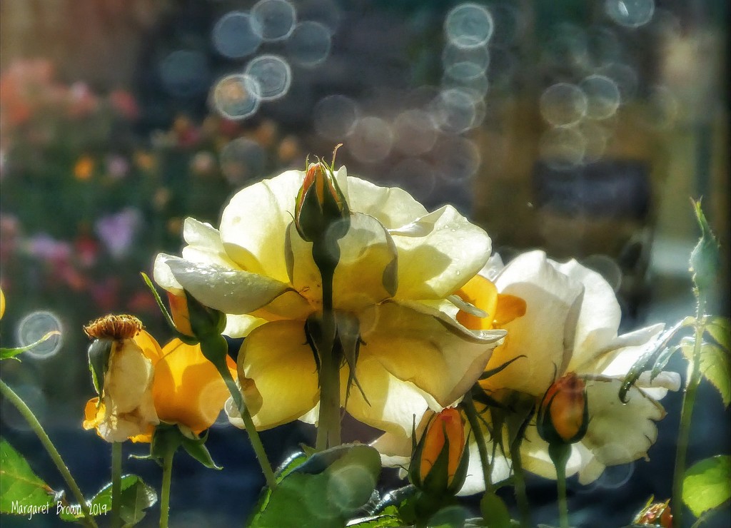 Bokeh raindrops and lemon drop roses by craftymeg