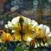 Bokeh raindrops and lemon drop roses by craftymeg