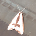 Clymene Moth by rhoing