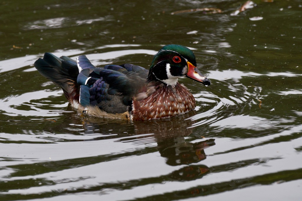 WOOD DUCK DRAKE by markp