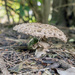 Mushroom by pcoulson