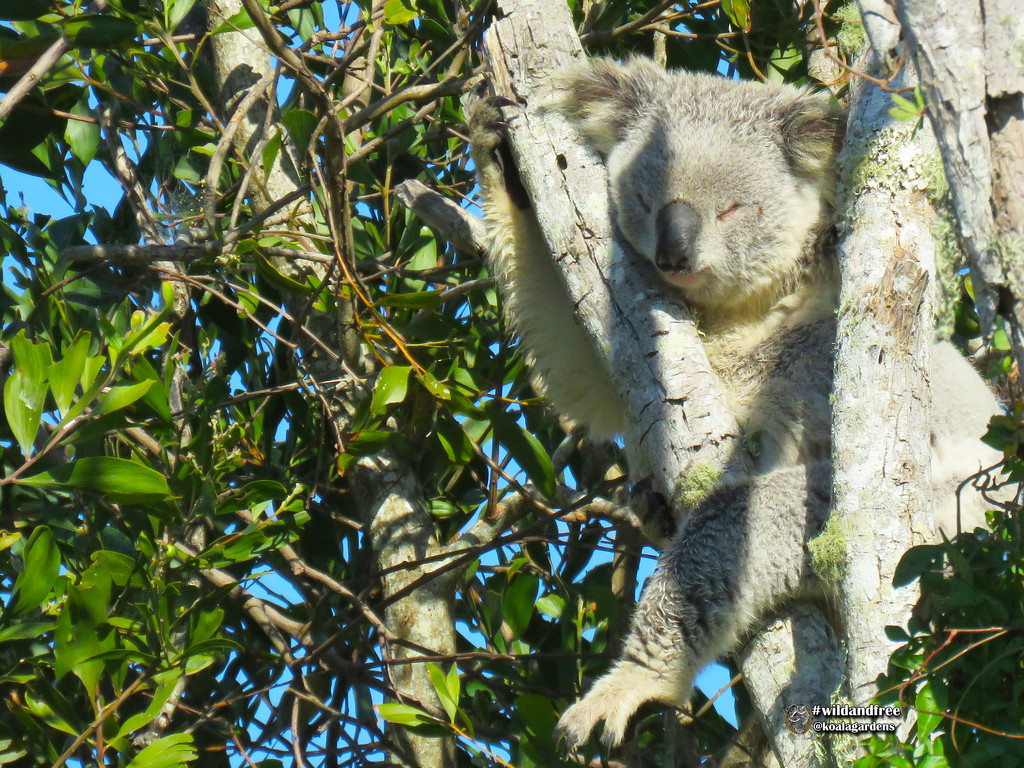 little Luca by koalagardens