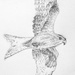 Red Kite by harveyzone