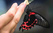 3rd Sep 2019 - Scarlet Mormon Butterfly 