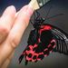 Scarlet Mormon Butterfly  by marylandgirl58