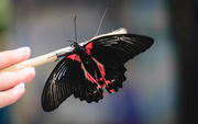 3rd Sep 2019 - Scarlet Mormon Butterfly Wings Expanded