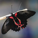 Scarlet Mormon Butterfly Wings Expanded by marylandgirl58
