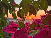 5th Sep 2019 - Sunset through the bougainvillea. 