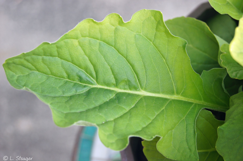 Gerbera leaf by larrysphotos