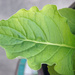 Gerbera leaf by larrysphotos
