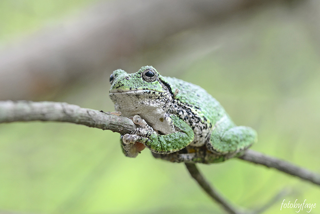A frog in a tree by fayefaye