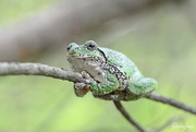 4th Sep 2019 - A frog in a tree